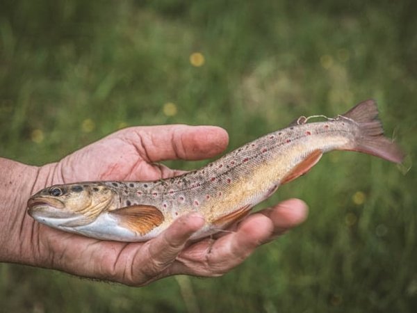À la découverte des poissons de nos cours d'eau français : un voyage aquatique inoubliable